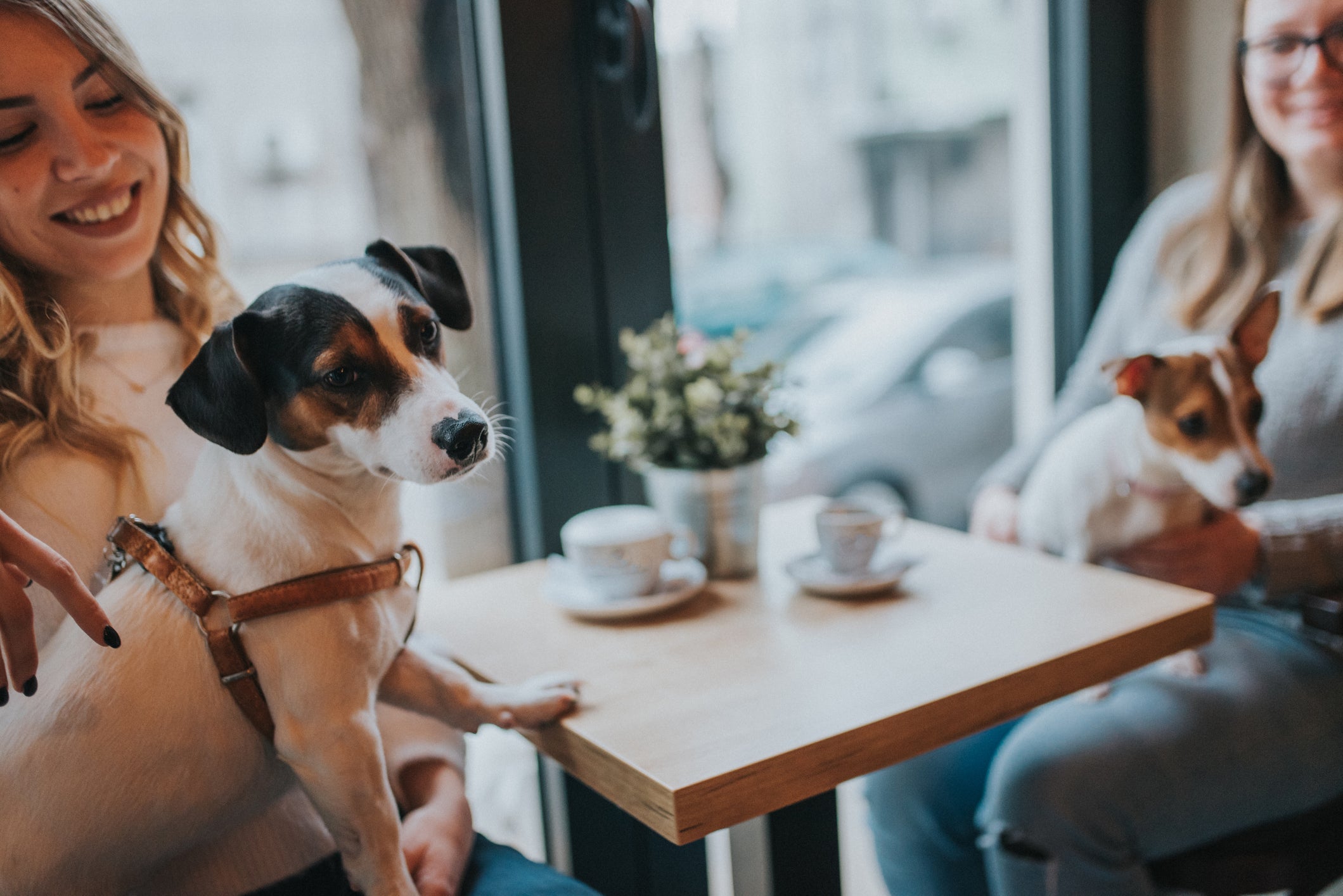 10 Toxic Foods Dogs Should Never Eat (and Healthy Alternatives)