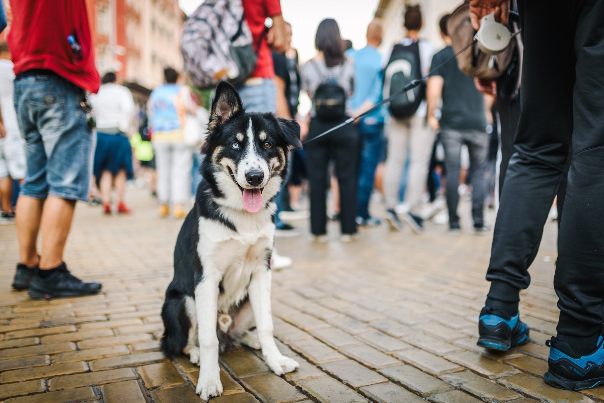 How Your Dog’s Diet Can Affect Their Mood and Behavior