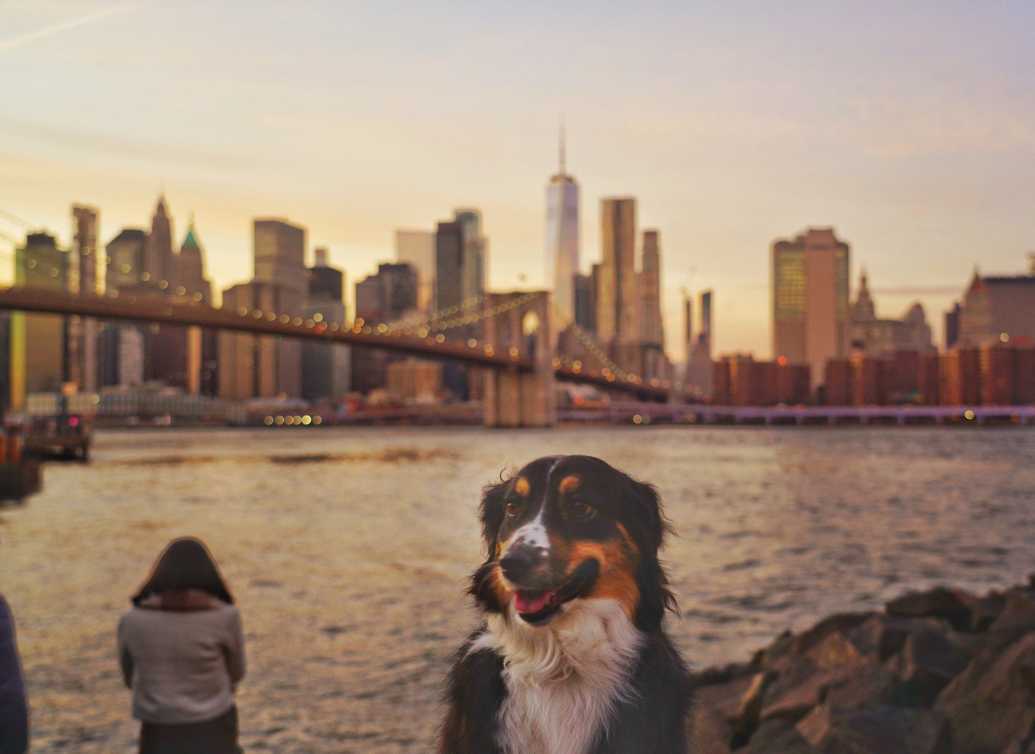 What Your Dog’s Poop Says About Their Diet (Yes, Really!)
